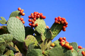 Opuntia ficus indica