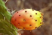 Opuntia - frutto