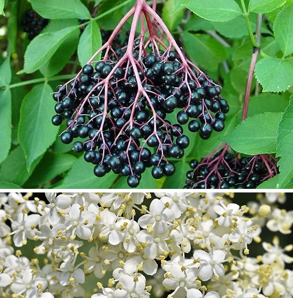 Medicina naturale dal sambuco un ottimo antipiretico! Bellezza