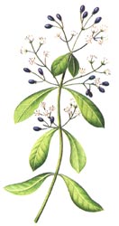 Henn�: Lawsonia inermis