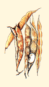Baccello di fagiolo
