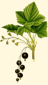 Ribes nero