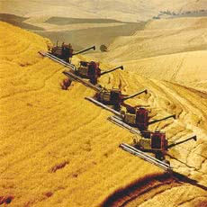Agricoltura intensiva