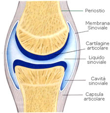 Articolazioni