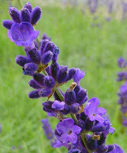 Lavanda