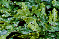 Fucus - alga bruna