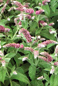 Menta