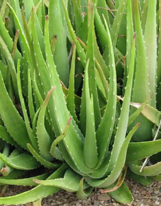 Aloe vera