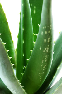 Aloe vera