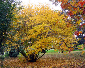 Hamamelis virginiana