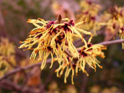 Fiori di Amamelide