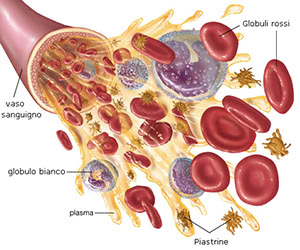 Composizione del sangue