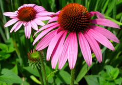 Echinacea