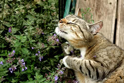 Nepeta cataria (erba gatta)