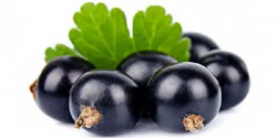 Ribes nero