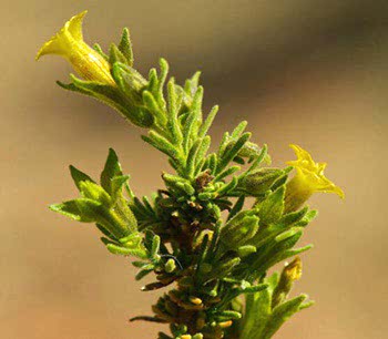 Fabiana densa ramulosa Fabiana densa ramulosa