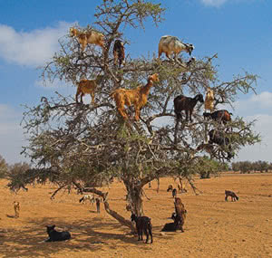 Capre su albero di Argan