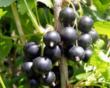 Ribes Nero