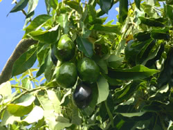 Albero di Avocado