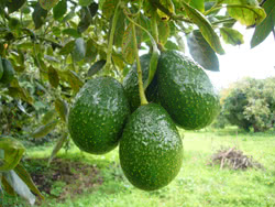 Frutti di Avocado