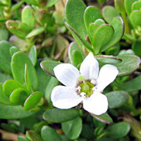 Brahmi