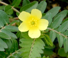 Tribulus terrestris