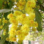 Mimosa tenuiflora (Tepezcohuite)