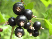 Ribes nero