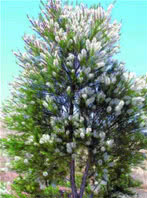 Melaleuca (Tea tree)