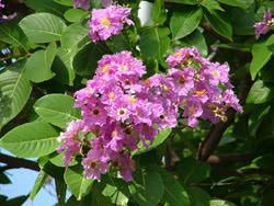 Banaba