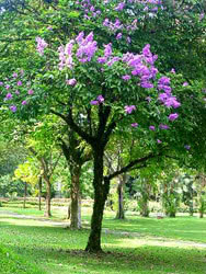 Albero di Banaba