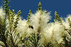 Melaleuca - Tea Tree