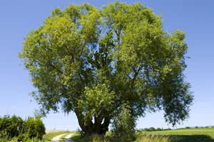 Boswellia serrata