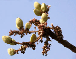 Frutti di Boswellia serrata