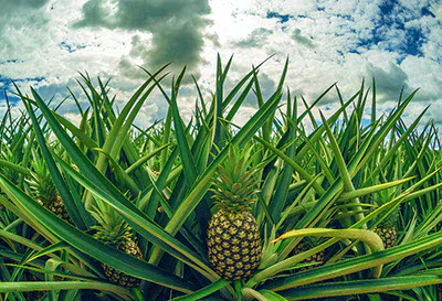 Piantagione di Ananas