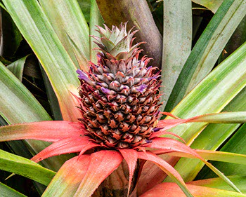 Infiorescenza dell'Ananas