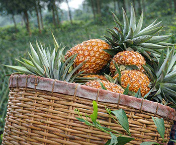 Raccolta dell'Ananas