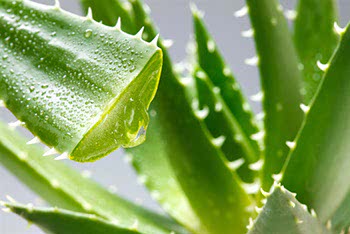 Aloe vera Aloe vera