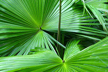 Serenoa repens (Saw Palmetto) Serenoa repens (Saw Palmetto)