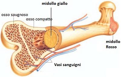 Struttura delle ossa