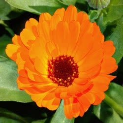 Calendula