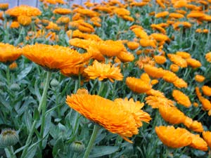 Piante di Calendula