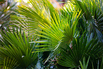 Serenoa (Saw palmetto)