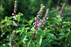 Basilico santo (Tulsi)