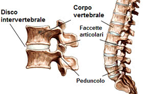 Struttura delle vertebre