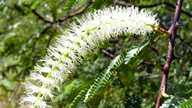 Mimosa tenuiflora (Tepezcohuite)