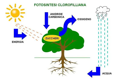 La fotosintesi clorofilliana