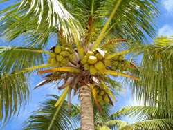 Cocos nucifera