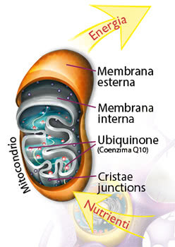 Produzione di energia nei mitocondri