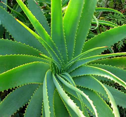 Coltivare l'Aloe vera